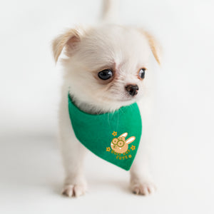 Small white dog wearing a green bandana with a yellow design on a white background